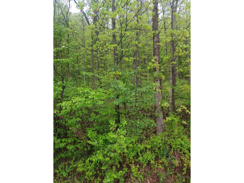 Wakefield Mound Road Piketon OH 45661 Land