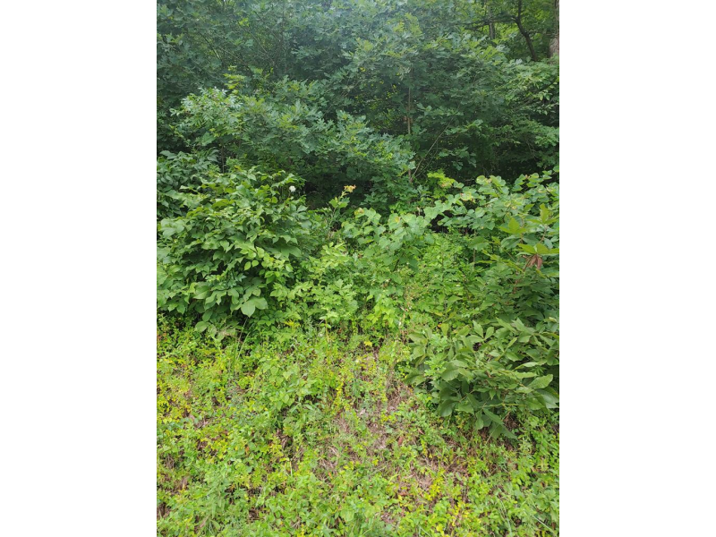 Buchanan Road Waverly OH 45690 Land