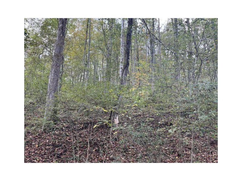 31557 French Road Londonderry OH 45647 Land - Main Photo